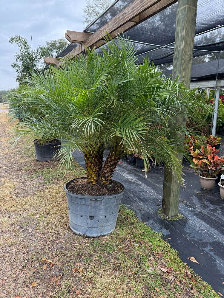 phoenix-roebelenii-pygmy-date-palm-roebelenii-palm