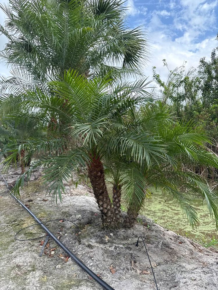 phoenix-roebelenii-pygmy-date-palm-roebelenii-palm
