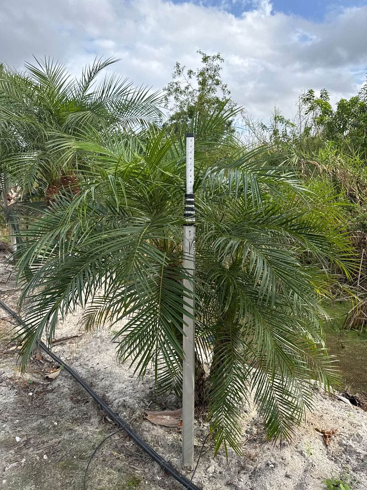 phoenix-roebelenii-pygmy-date-palm-roebelenii-palm