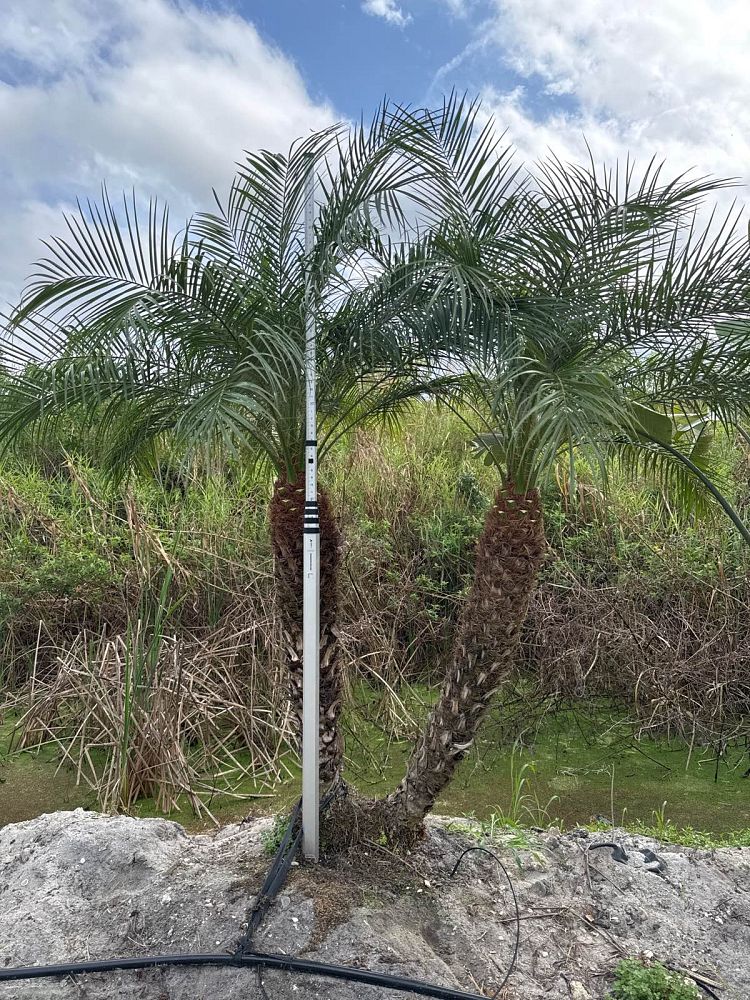 phoenix-roebelenii-pygmy-date-palm-roebelenii-palm