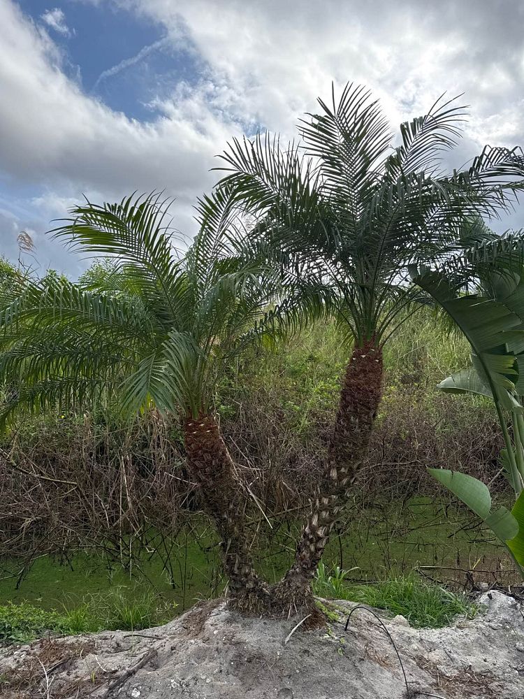 phoenix-roebelenii-pygmy-date-palm-roebelenii-palm
