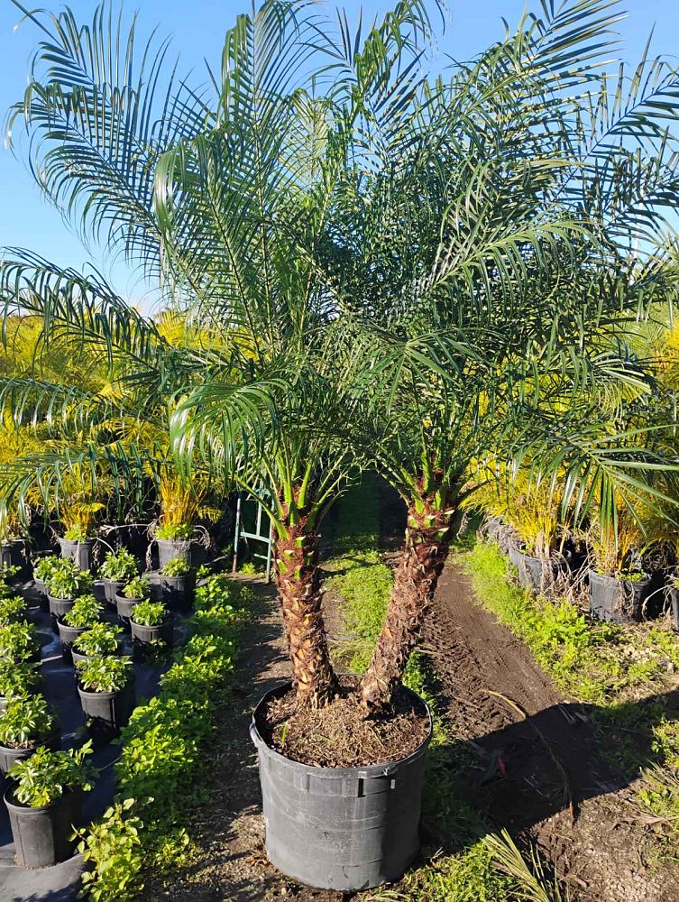 phoenix-roebelenii-pygmy-date-palm-roebelenii-palm