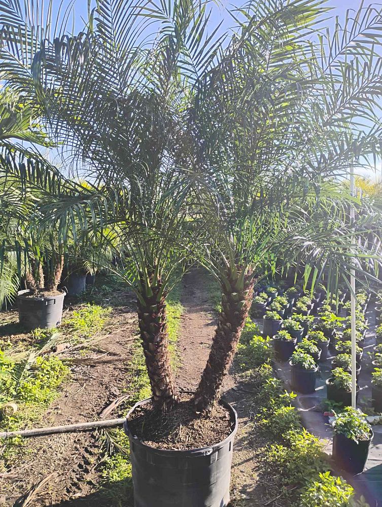 phoenix-roebelenii-pygmy-date-palm-roebelenii-palm