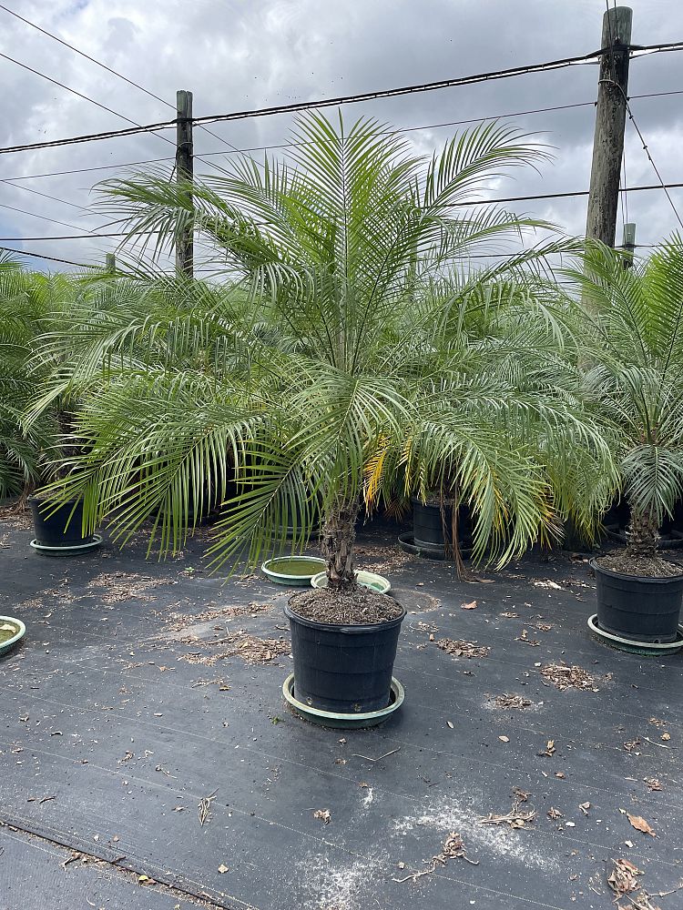 phoenix-roebelenii-pygmy-date-palm-roebelenii-palm