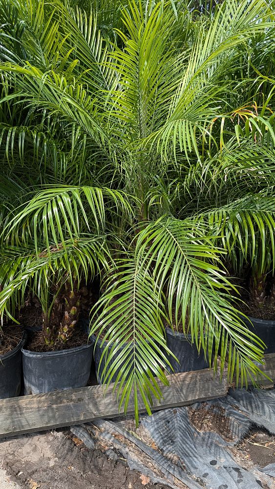 phoenix-roebelenii-pygmy-date-palm-roebelenii-palm