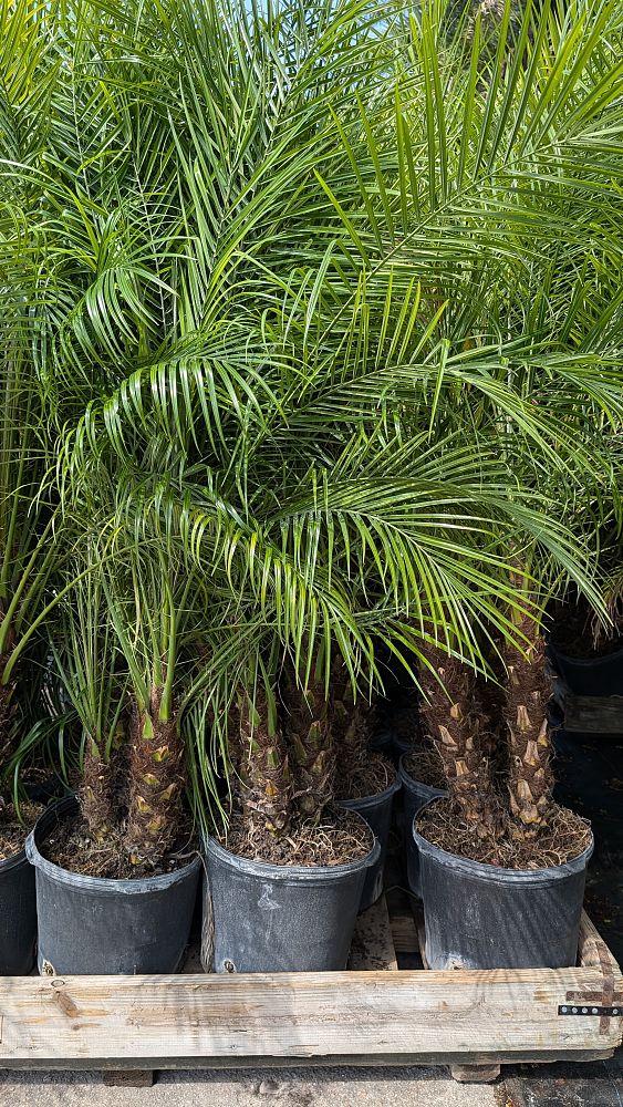 phoenix-roebelenii-pygmy-date-palm-roebelenii-palm