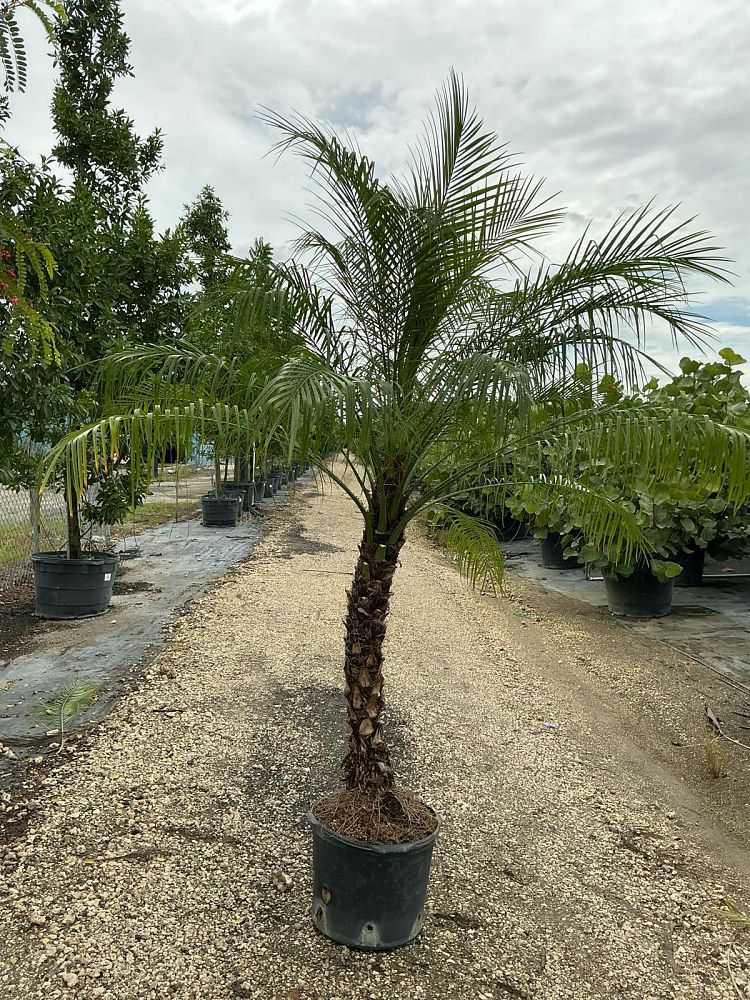 phoenix-roebelenii-pygmy-date-palm-roebelenii-palm