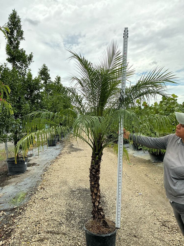 phoenix-roebelenii-pygmy-date-palm-roebelenii-palm