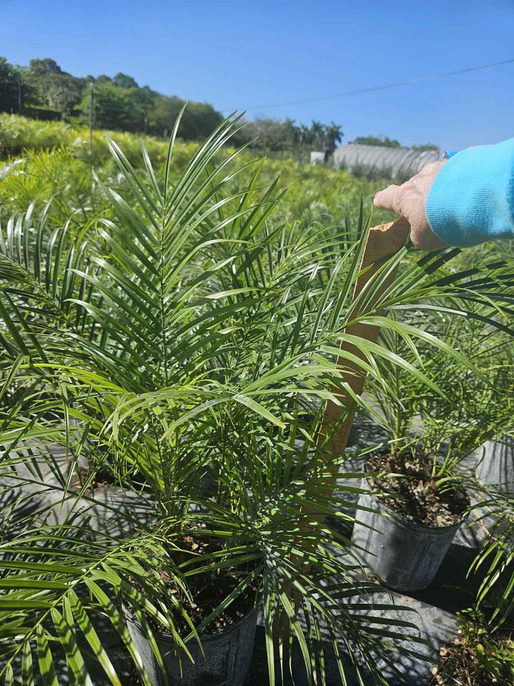 phoenix-roebelenii-pygmy-date-palm-roebelenii-palm