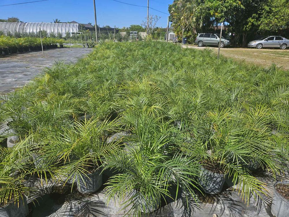 phoenix-roebelenii-pygmy-date-palm-roebelenii-palm