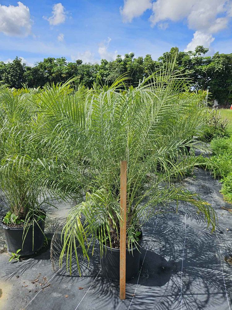 phoenix-roebelenii-pygmy-date-palm-roebelenii-palm