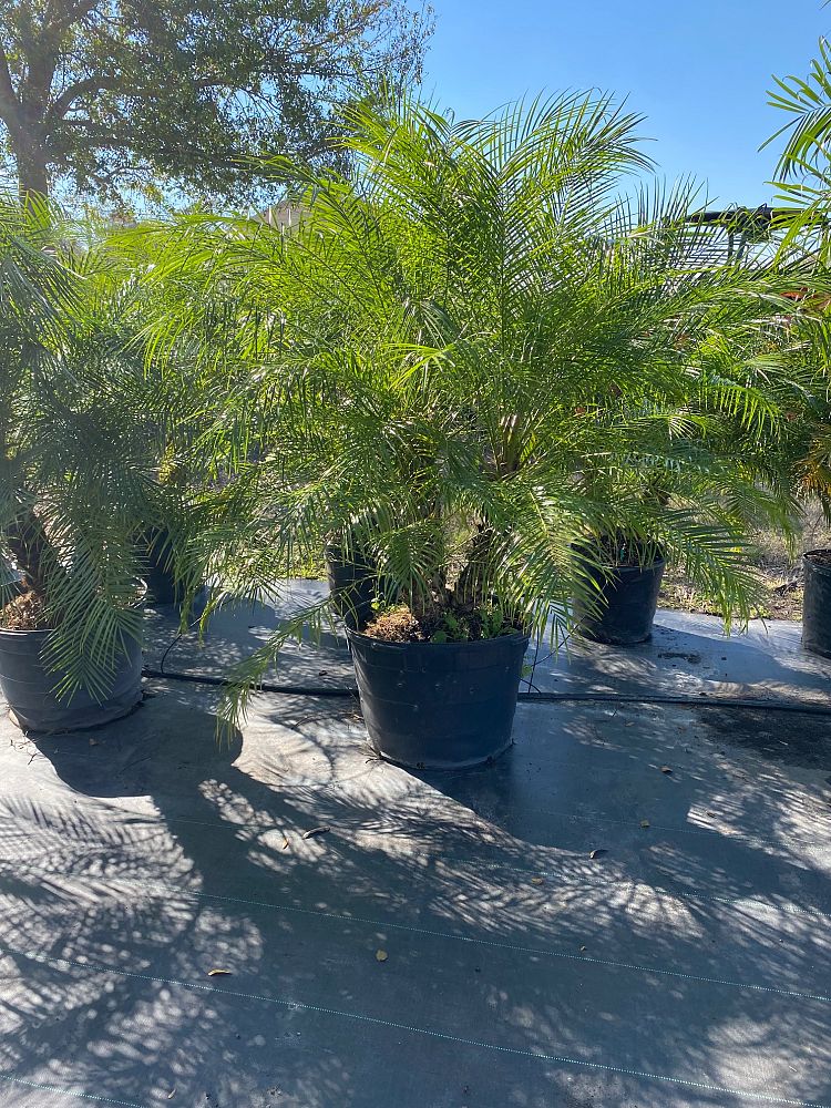 phoenix-roebelenii-pygmy-date-palm-roebelenii-palm