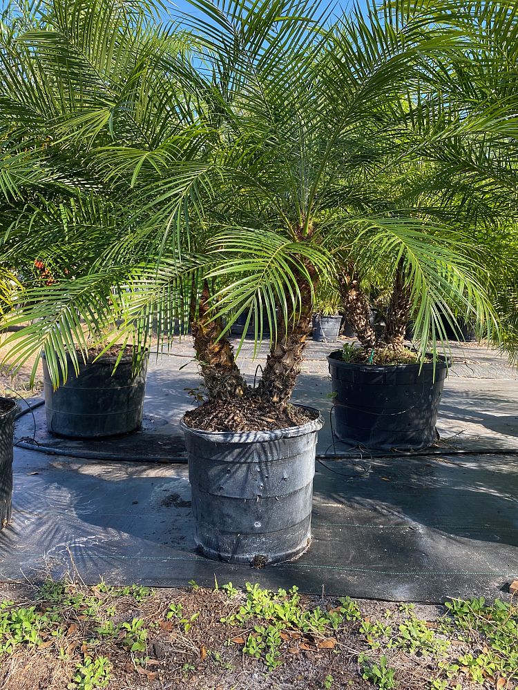 phoenix-roebelenii-pygmy-date-palm-roebelenii-palm