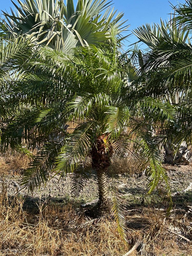 phoenix-roebelenii-pygmy-date-palm-roebelenii-palm