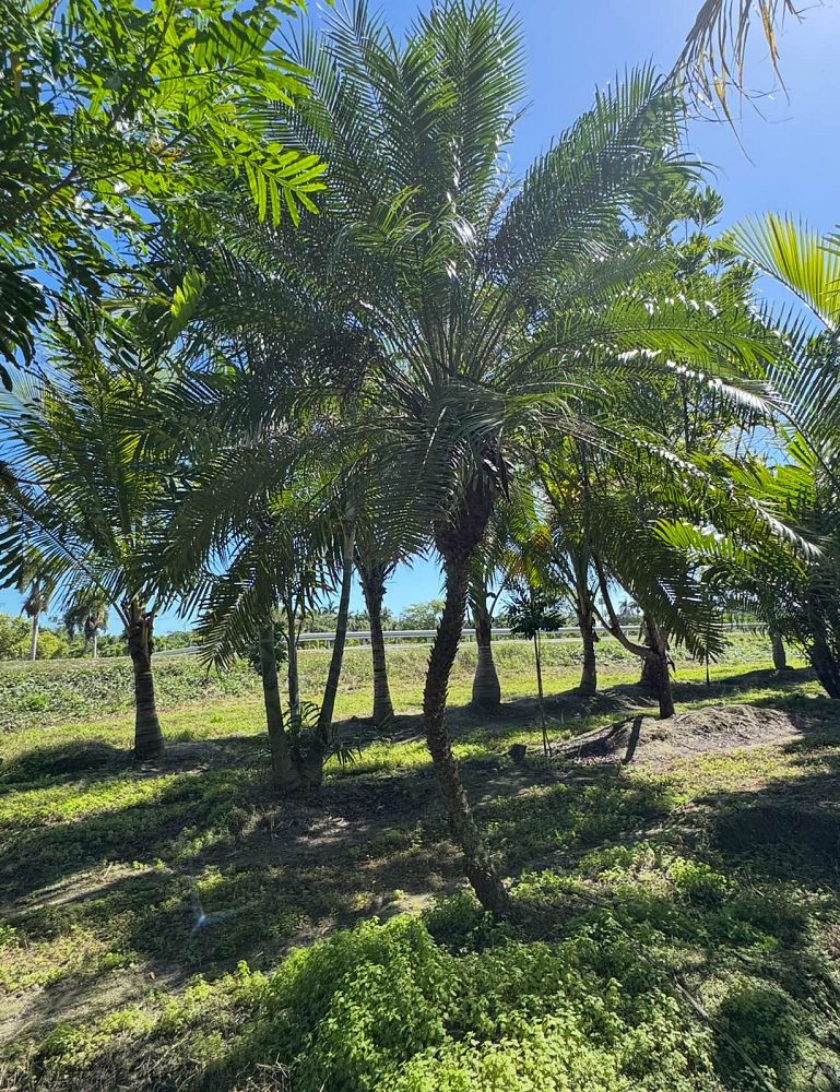 phoenix-roebelenii-pygmy-date-palm-roebelenii-palm