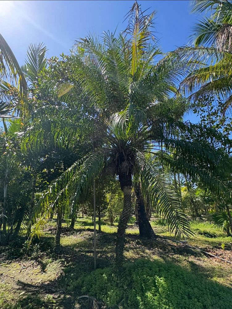 phoenix-roebelenii-pygmy-date-palm-roebelenii-palm