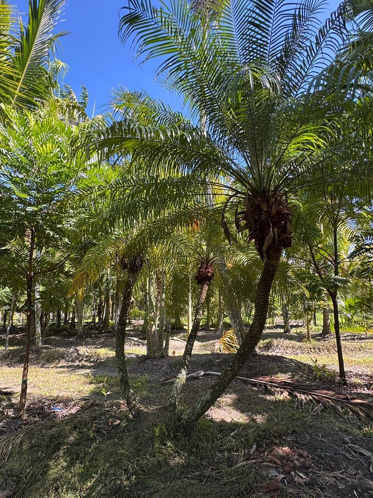 phoenix-roebelenii-pygmy-date-palm-roebelenii-palm