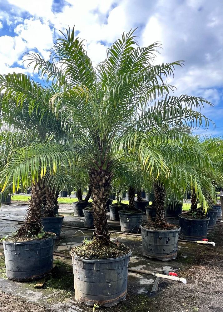 phoenix-roebelenii-pygmy-date-palm-roebelenii-palm