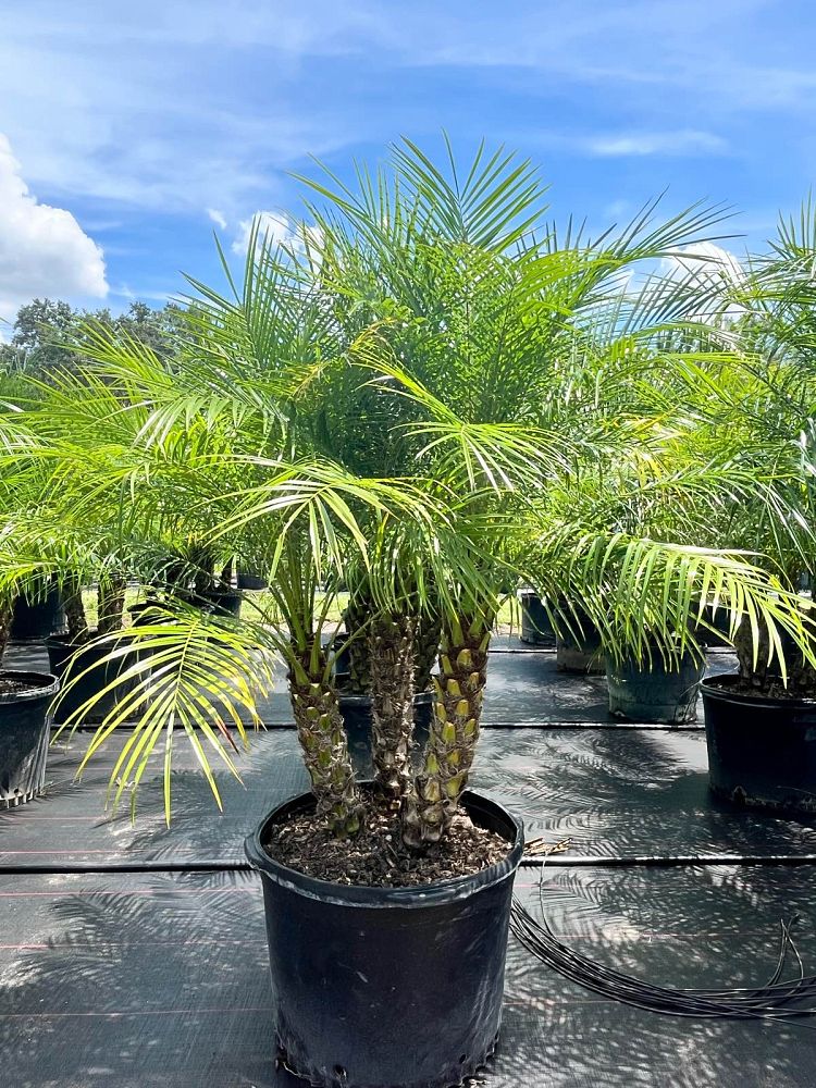 phoenix-roebelenii-pygmy-date-palm-roebelenii-palm