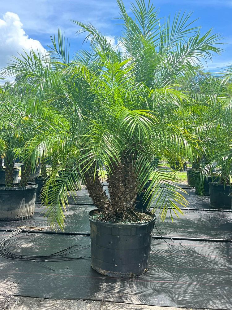phoenix-roebelenii-pygmy-date-palm-roebelenii-palm