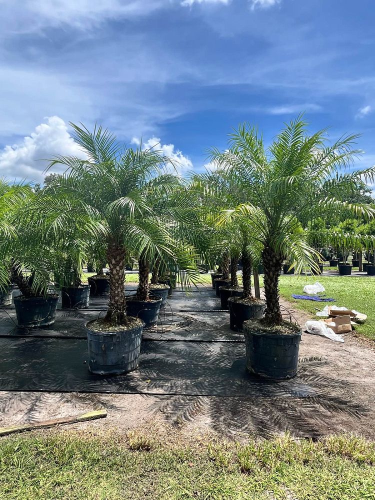 phoenix-roebelenii-pygmy-date-palm-roebelenii-palm