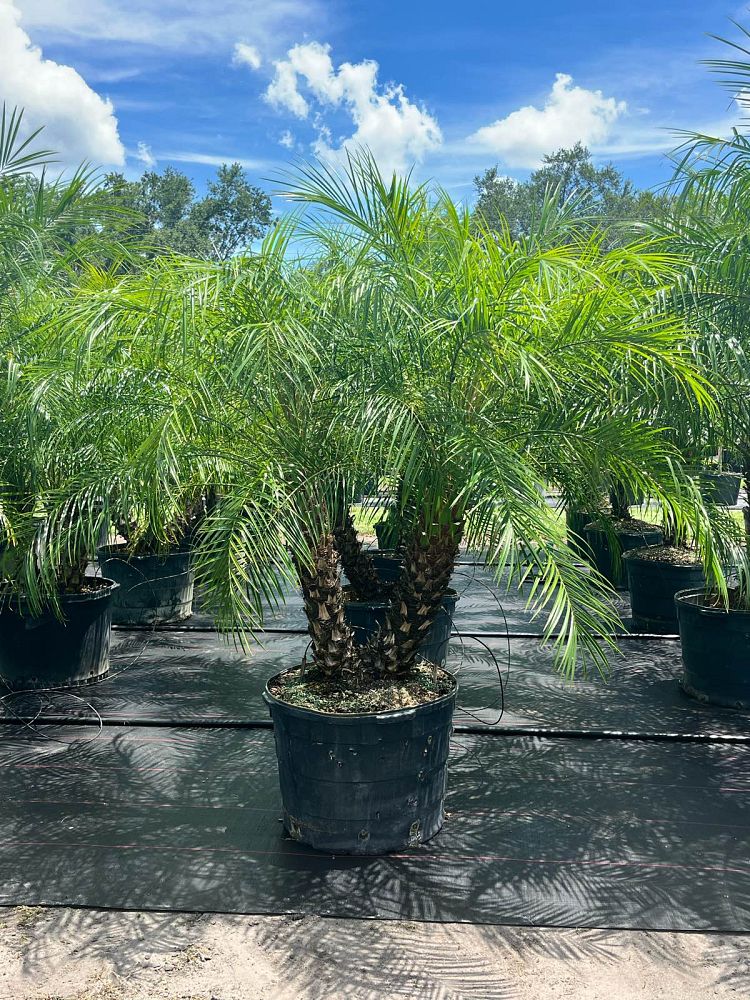 phoenix-roebelenii-pygmy-date-palm-roebelenii-palm