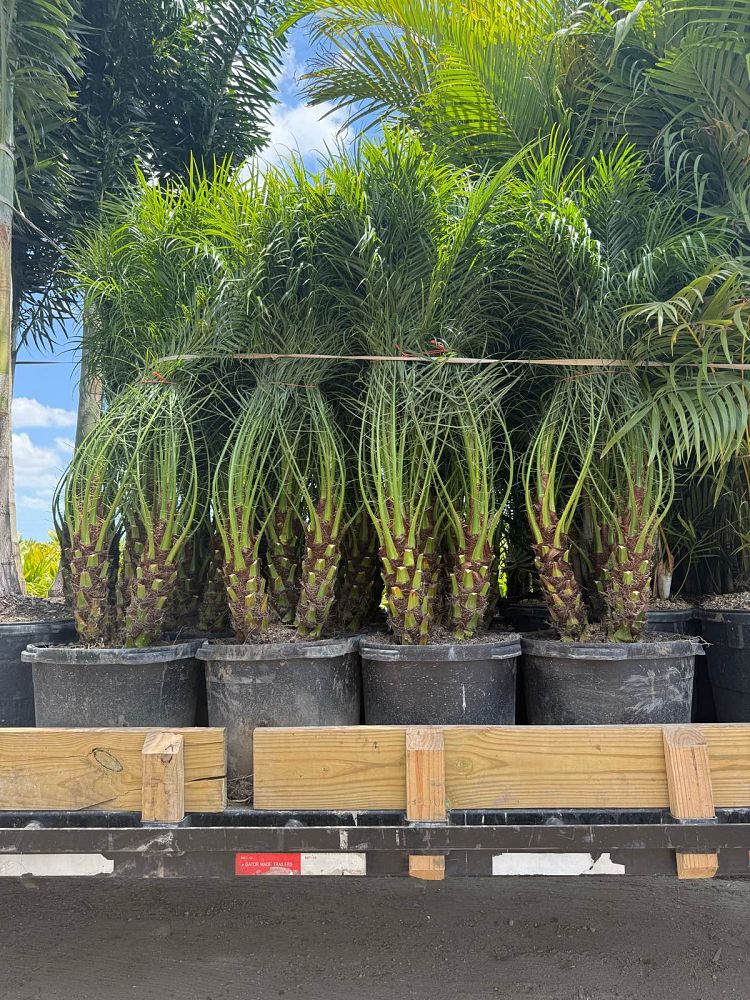 phoenix-roebelenii-pygmy-date-palm-roebelenii-palm