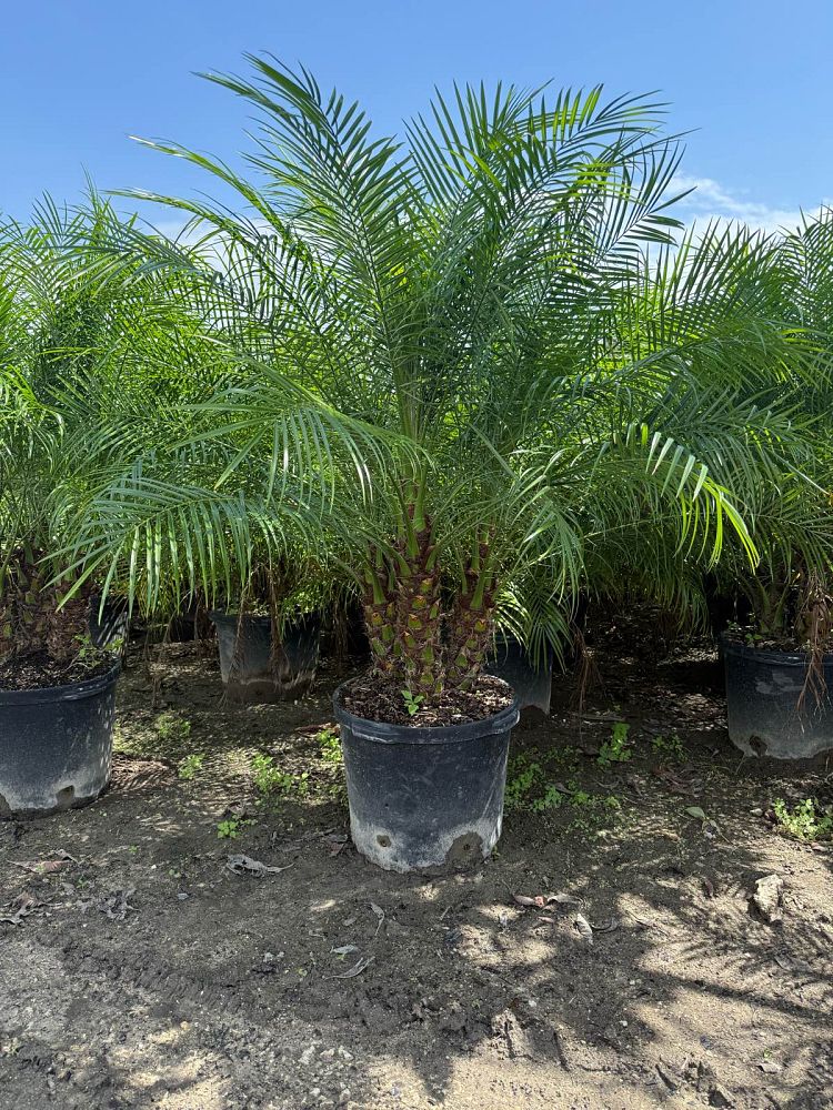 phoenix-roebelenii-pygmy-date-palm-roebelenii-palm