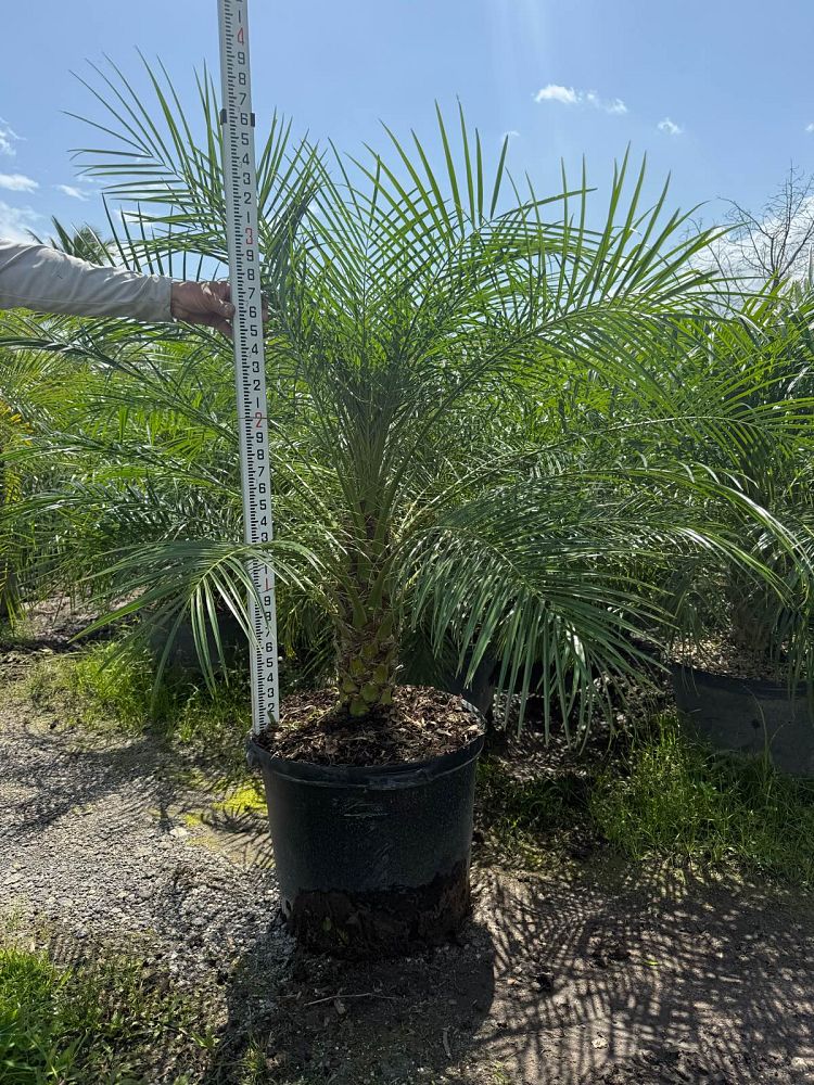 phoenix-roebelenii-pygmy-date-palm-roebelenii-palm