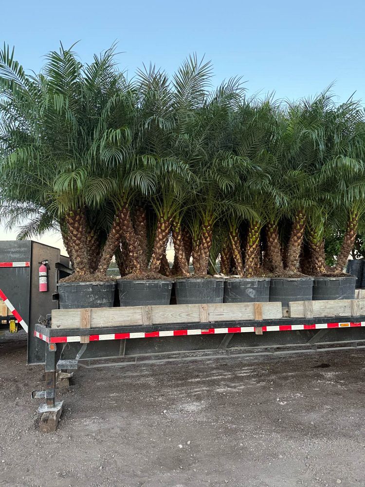 phoenix-roebelenii-pygmy-date-palm-roebelenii-palm
