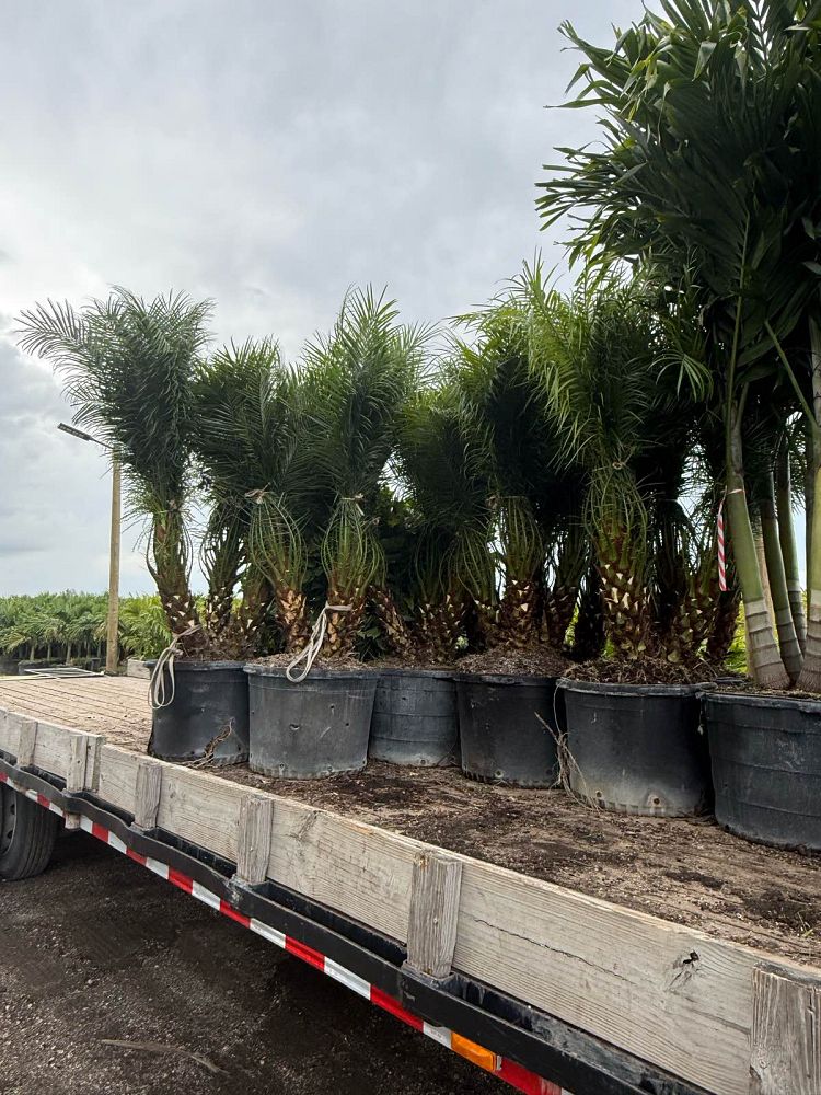 phoenix-roebelenii-pygmy-date-palm-roebelenii-palm