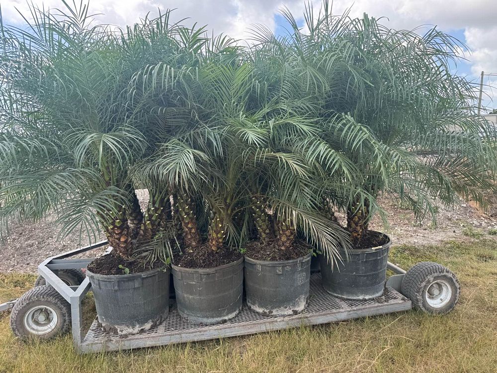phoenix-roebelenii-pygmy-date-palm-roebelenii-palm
