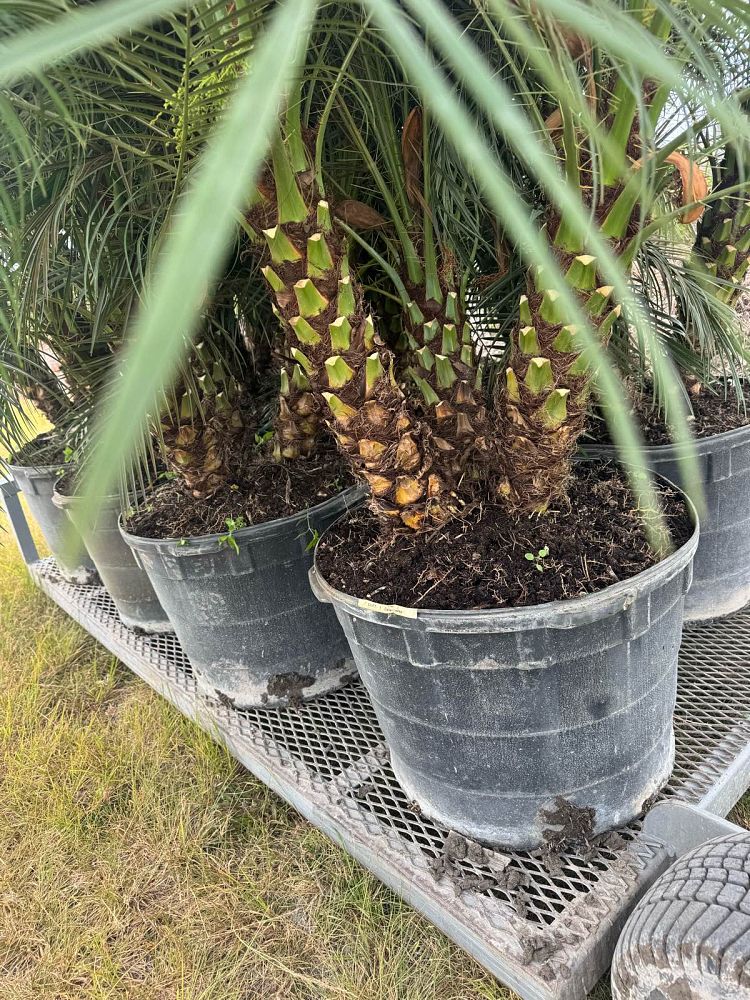 phoenix-roebelenii-pygmy-date-palm-roebelenii-palm