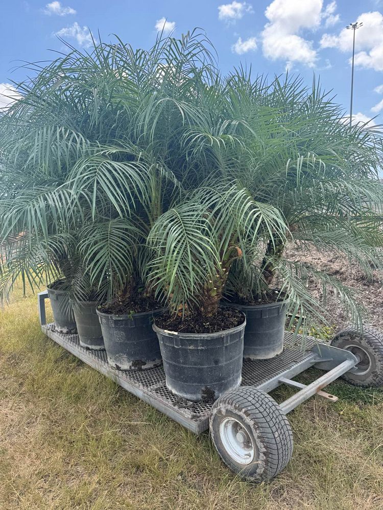 phoenix-roebelenii-pygmy-date-palm-roebelenii-palm