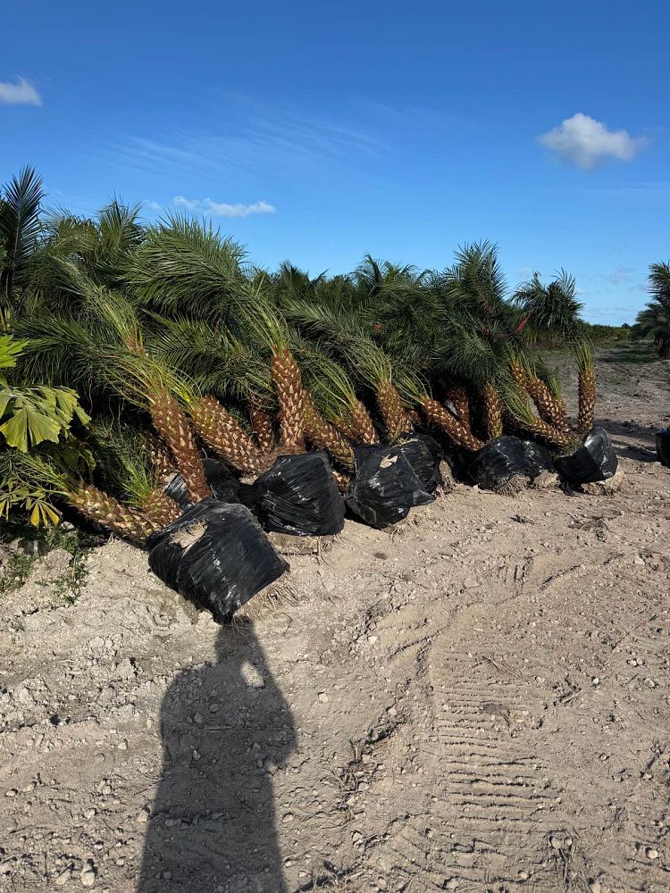phoenix-roebelenii-pygmy-date-palm-roebelenii-palm