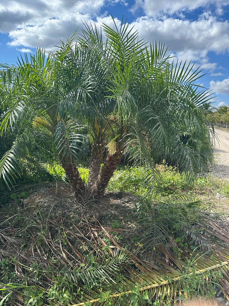 phoenix-roebelenii-pygmy-date-palm-roebelenii-palm