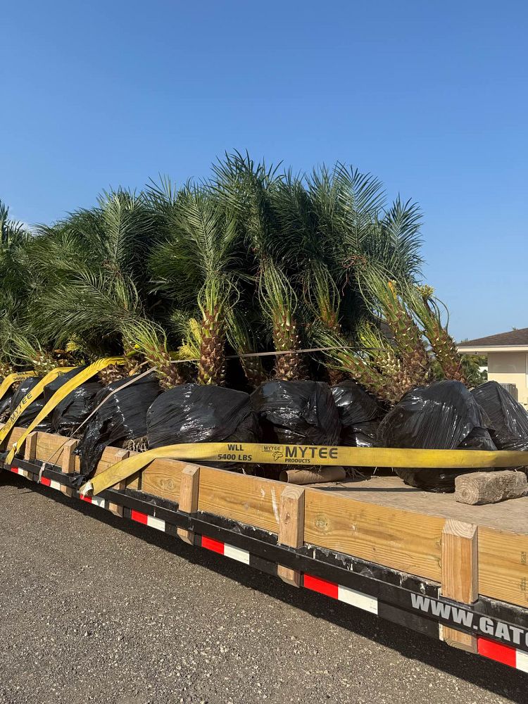 phoenix-roebelenii-pygmy-date-palm-roebelenii-palm