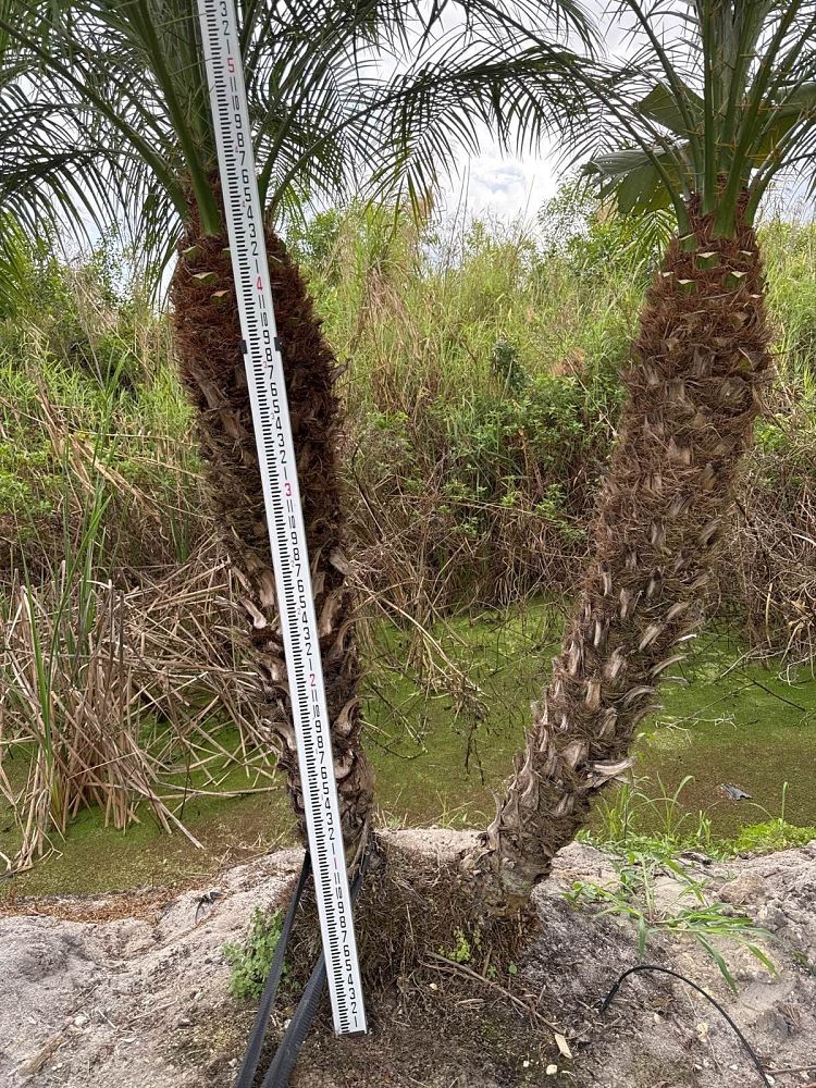 phoenix-roebelenii-pygmy-date-palm-roebelenii-palm