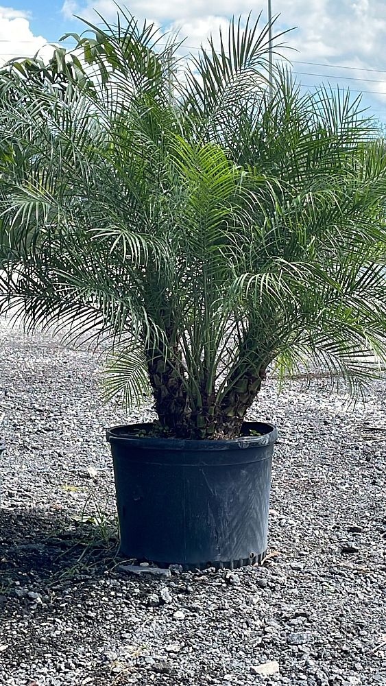 phoenix-roebelenii-pygmy-date-palm-roebelenii-palm