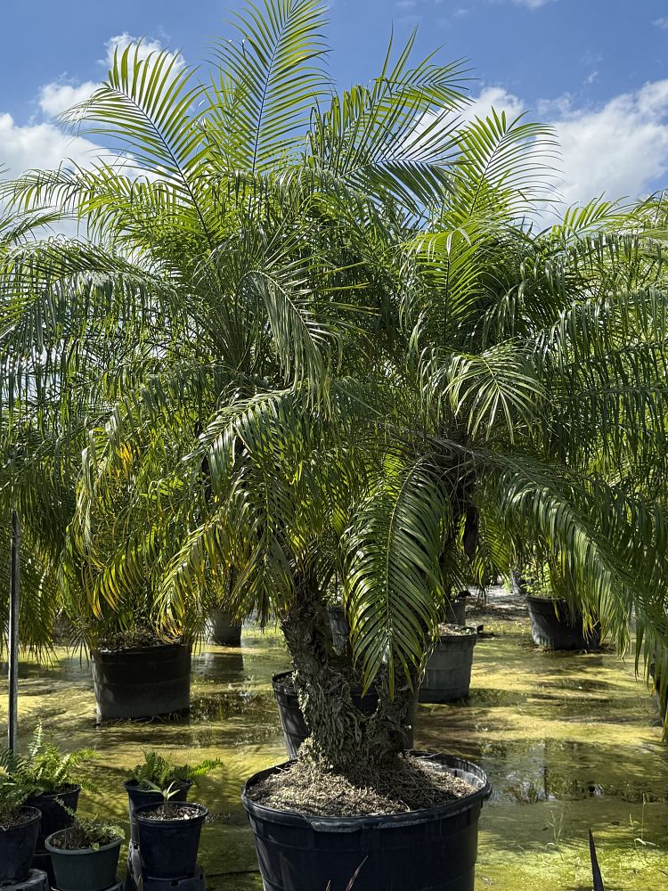 phoenix-roebelenii-pygmy-date-palm-roebelenii-palm