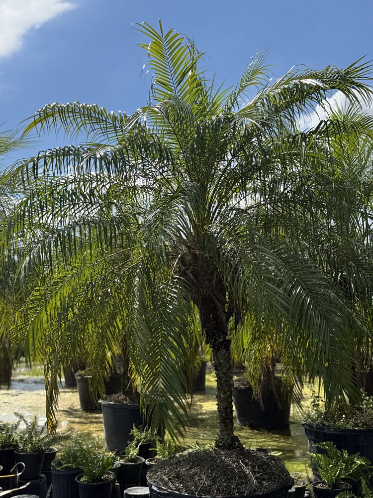phoenix-roebelenii-pygmy-date-palm-roebelenii-palm