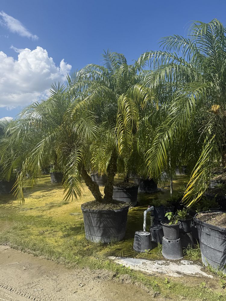 phoenix-roebelenii-pygmy-date-palm-roebelenii-palm