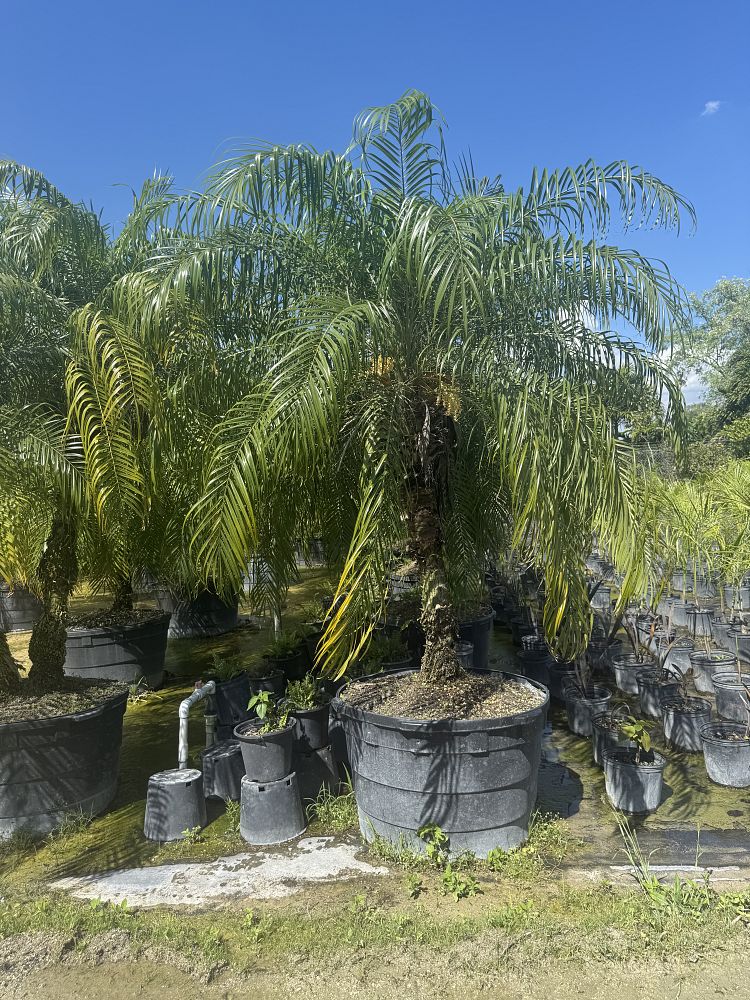 phoenix-roebelenii-pygmy-date-palm-roebelenii-palm
