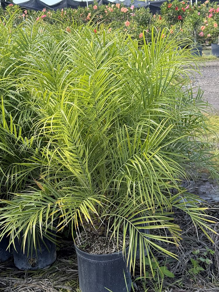phoenix-roebelenii-pygmy-date-palm-roebelenii-palm