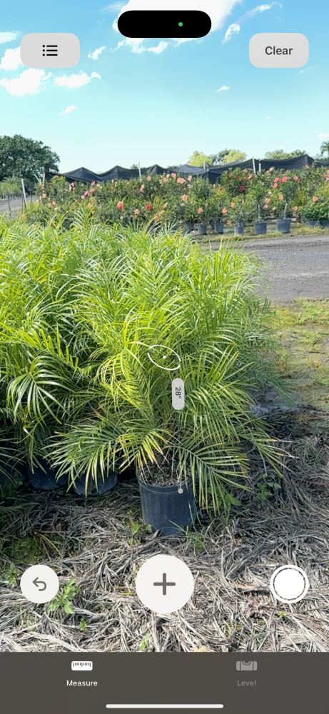 phoenix-roebelenii-pygmy-date-palm-roebelenii-palm