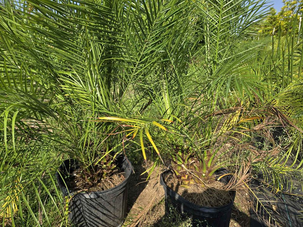 phoenix-roebelenii-pygmy-date-palm-roebelenii-palm