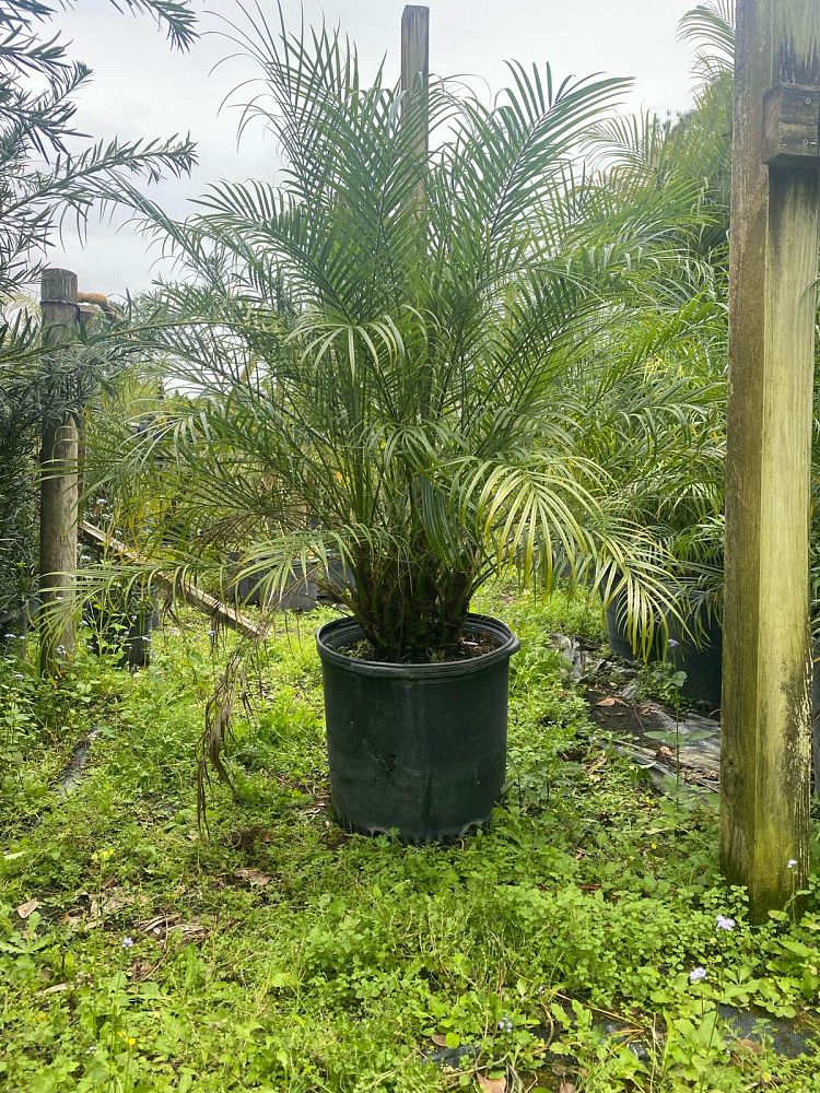phoenix-roebelenii-pygmy-date-palm-roebelenii-palm
