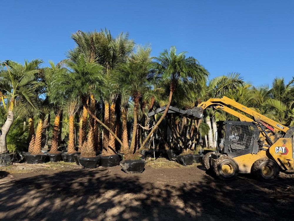 phoenix-roebelenii-pygmy-date-palm-roebelenii-palm