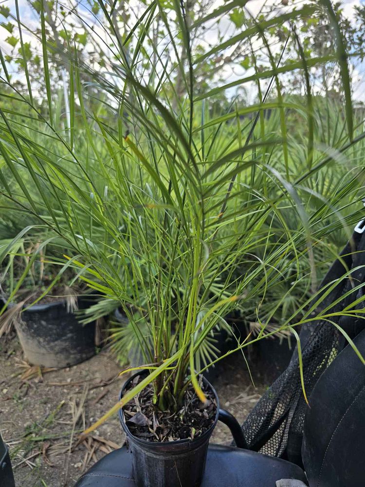 phoenix-roebelenii-pygmy-date-palm-roebelenii-palm