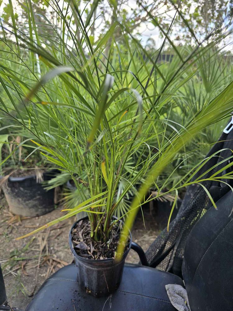 phoenix-roebelenii-pygmy-date-palm-roebelenii-palm